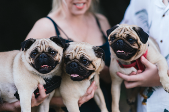 Three pug dogs being held by a person with a blurred background