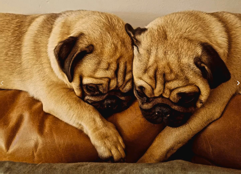Two pug puppies lying on a brown leather couch.