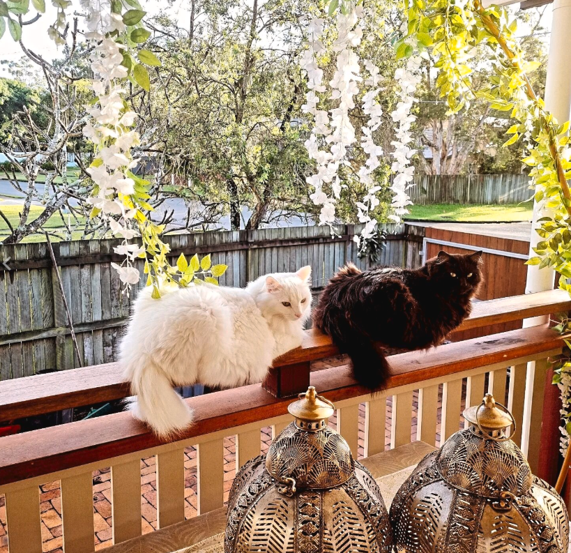 Two cats sitting on a wooden railing with decorative lanterns and foliage in the background.
